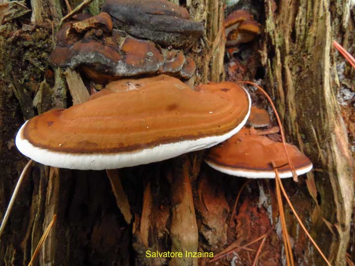 Ganoderma sp. (Ganoderma applanatum)